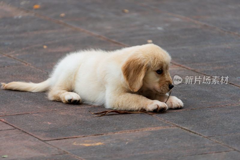 趴在地上玩树枝的金毛幼犬