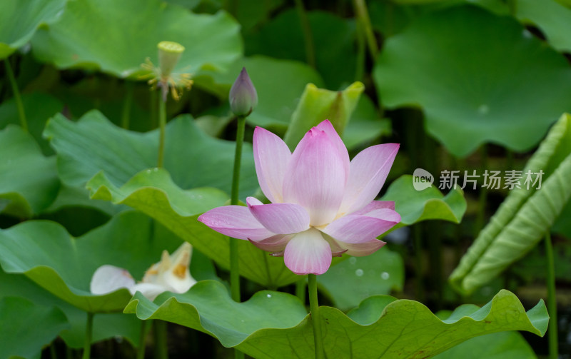 粉色荷花特写镜头