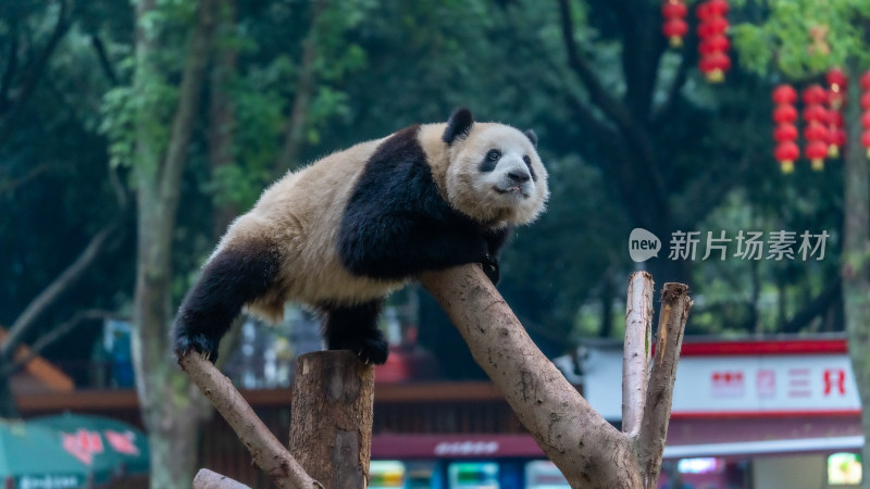 爬树的大熊猫