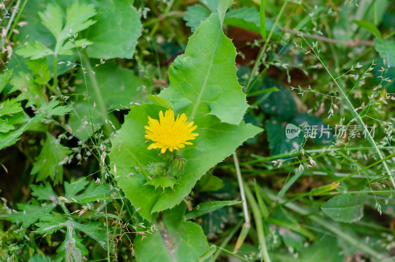 草丛中的黄色蒲公英花朵