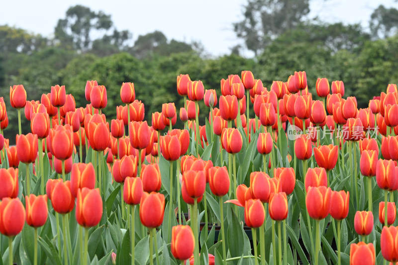 郁金香花海