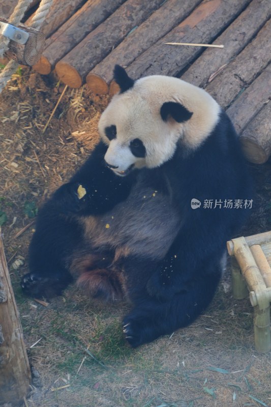 大连动物园大熊猫妙音 飞云