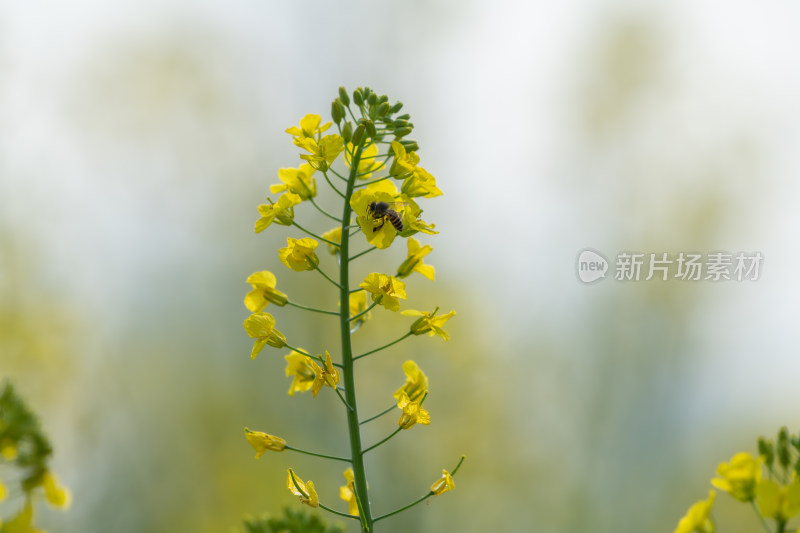 春天油菜花和蜜蜂