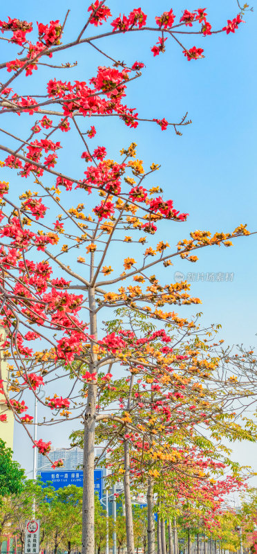 佛山禅城澜石地铁站盛开的木棉花