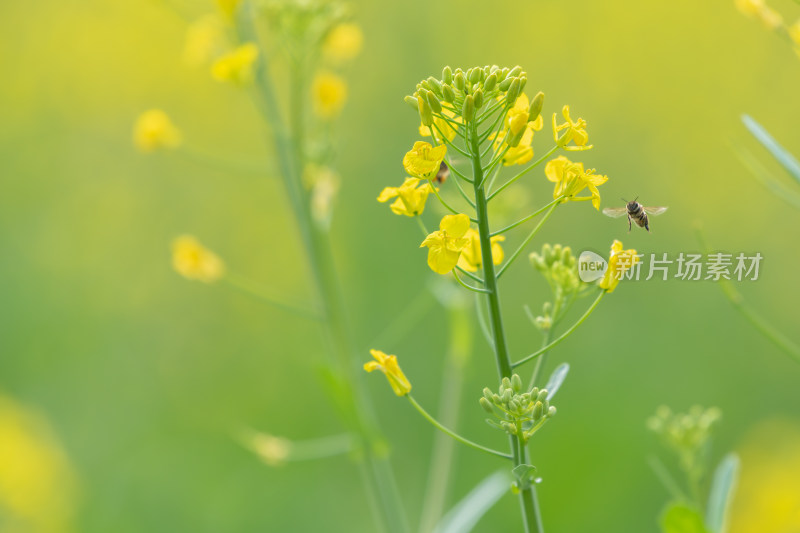 春天油菜花和蜜蜂