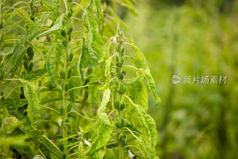 硕果累累的芝麻庄稼特写