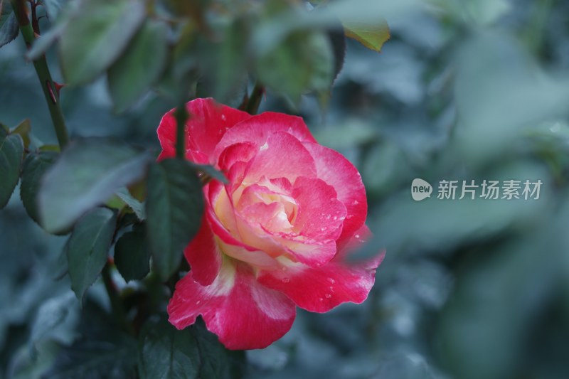 红色月季花 粉红色月季花 