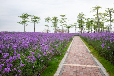 春天公园里的紫色马鞭草花海