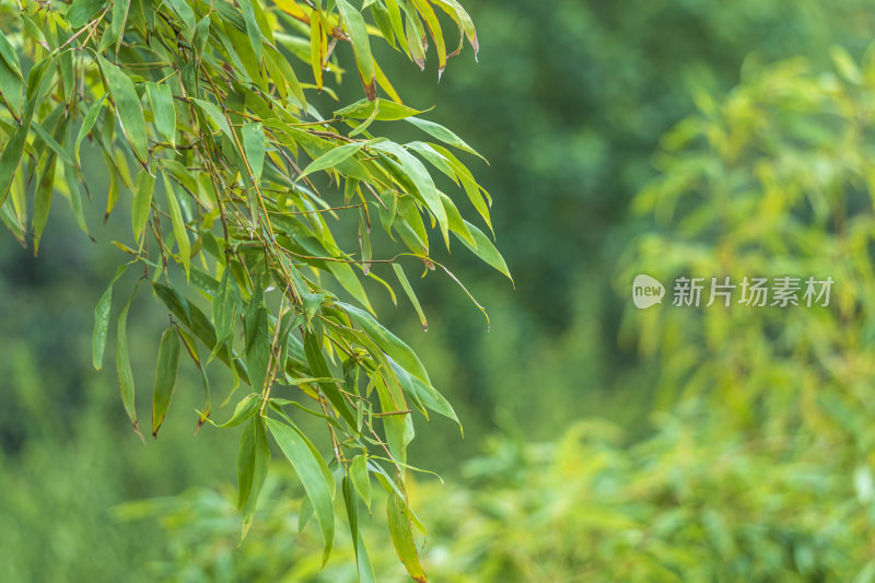 唯美植物图片