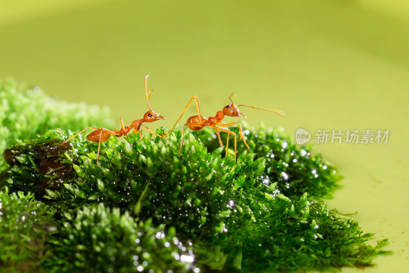 蚂蚁微距生态摄影