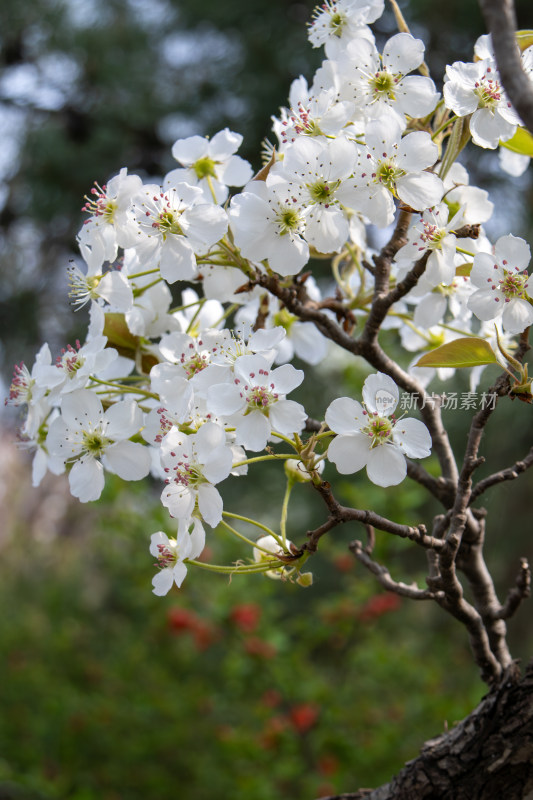 春天雪白色梨花枝头绽放花团锦簇