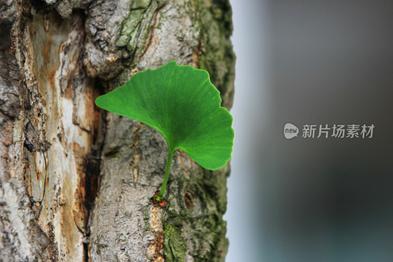 银杏春天嫩芽绿叶,透过阳光的银杏叶