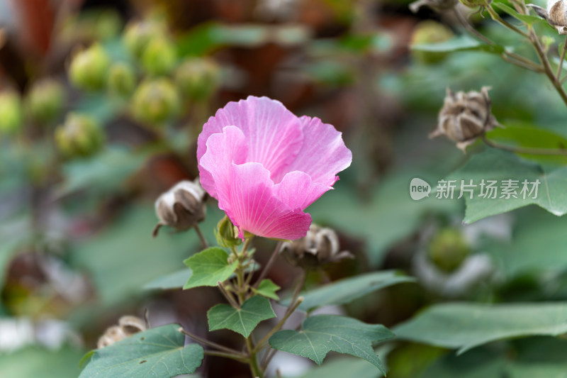 虚化背景下的木芙蓉花