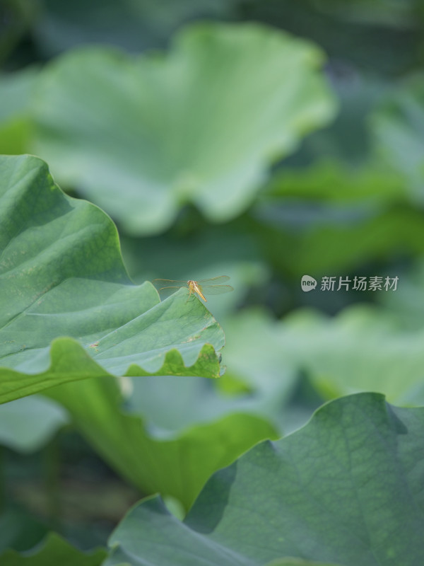 飞舞在荷叶上的蜻蜓