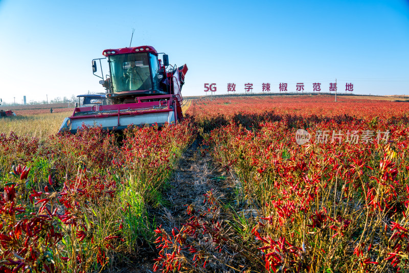 5G数字辣椒种植基地丰收航拍