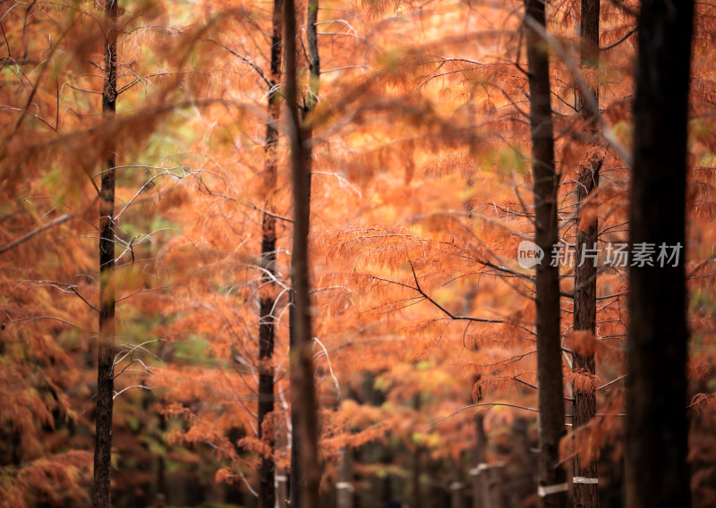 秋日天河湿地公园落羽杉