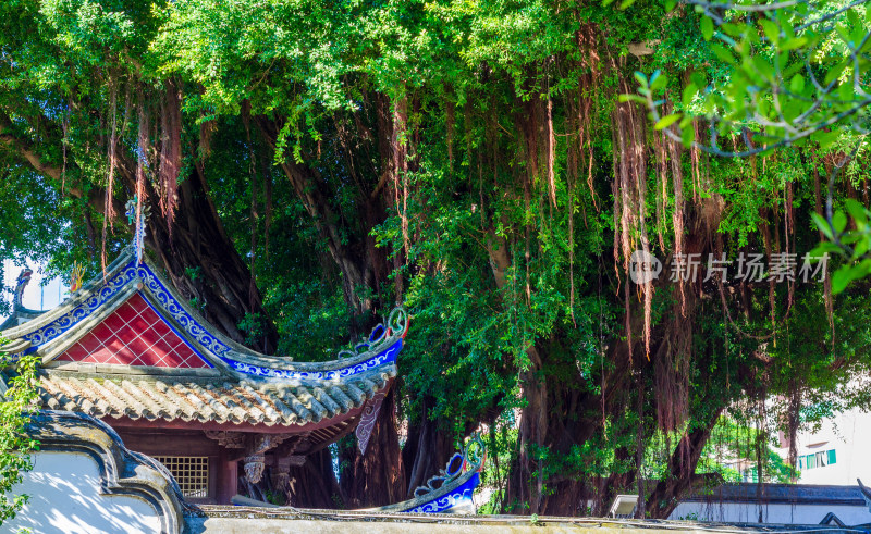 福州林则徐纪念馆中式古建筑旁的茂盛大榕树