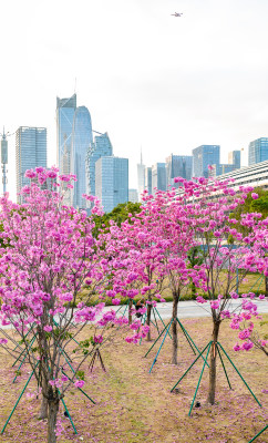 中国广东省广州市琶洲会展中心紫花风铃