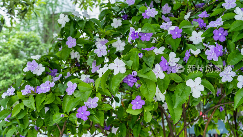 双色茉莉开花特写