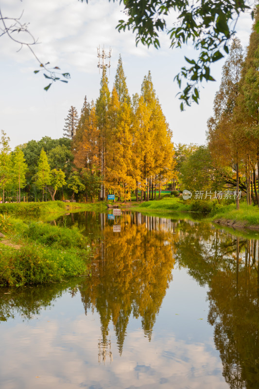 秋景 金秋 落叶 水杉