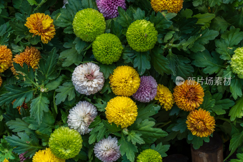 福州西湖公园菊花展