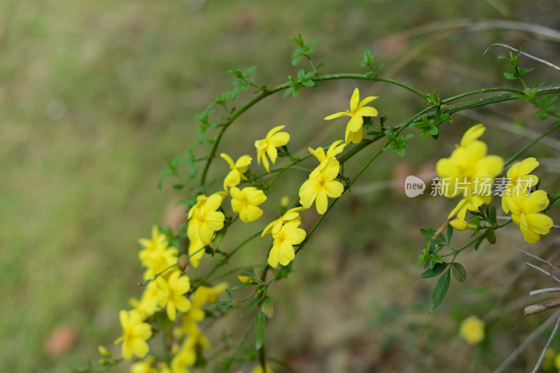 春景盛开的迎春花