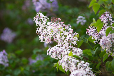 花开茂盛的丁香花在春天的公园