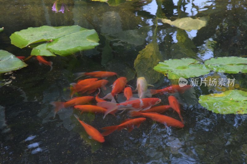 广东东莞：锦鲤在荷花底下游弋