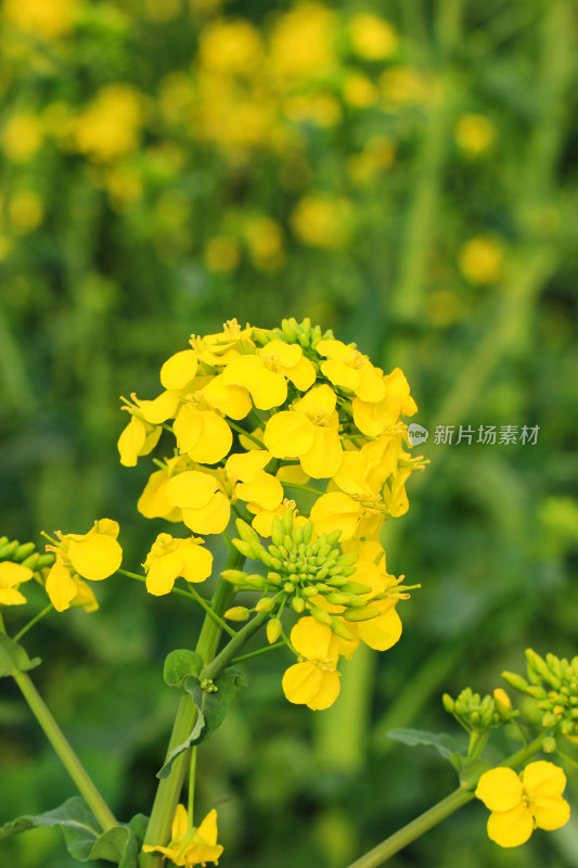 春天油菜花盛开