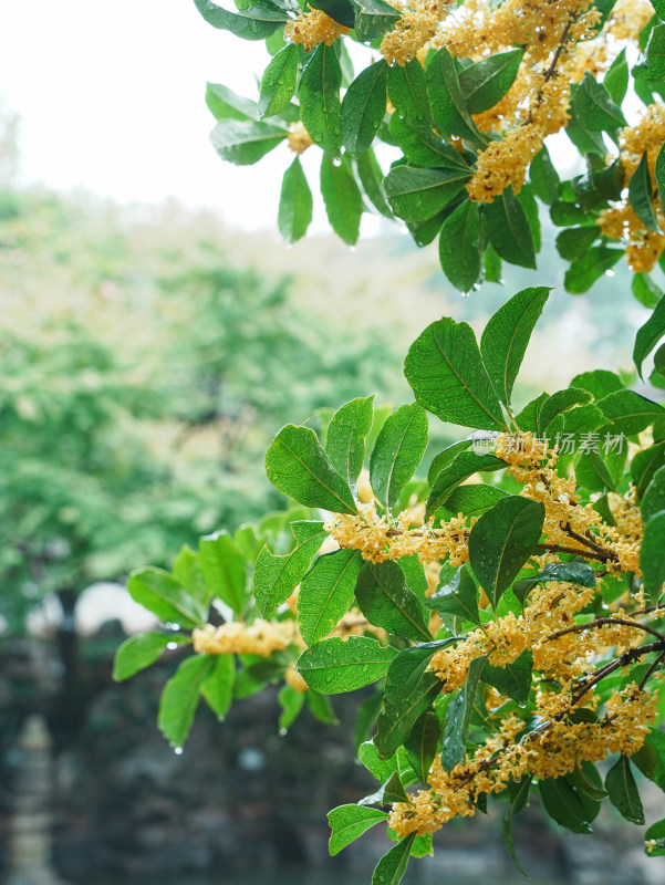 下雨天桂花树枝头挂满水珠