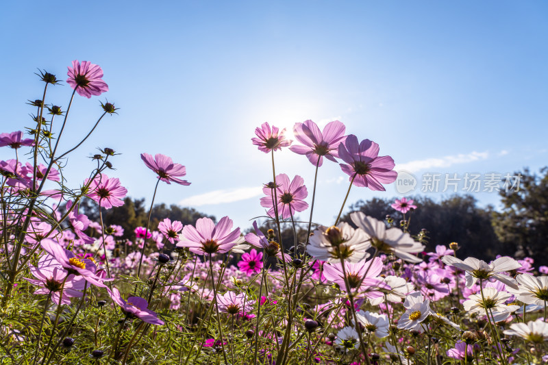 日出格桑花特写