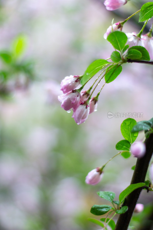 雨中的粉色海棠花素材