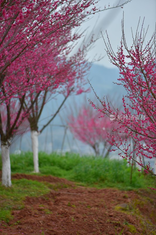 盛开的粉色梅花树与泥土小径