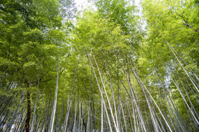 竹林绿色植物竹叶