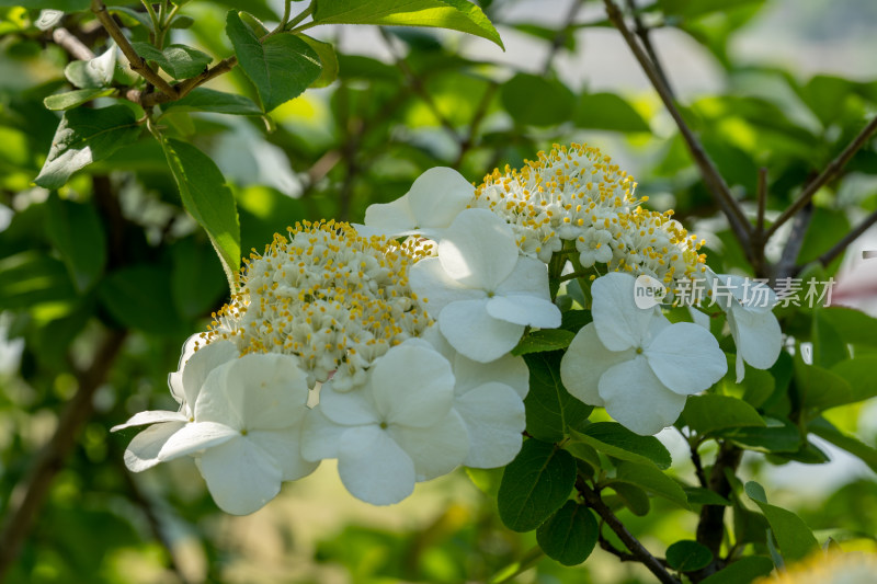 春天的琼花开花特写