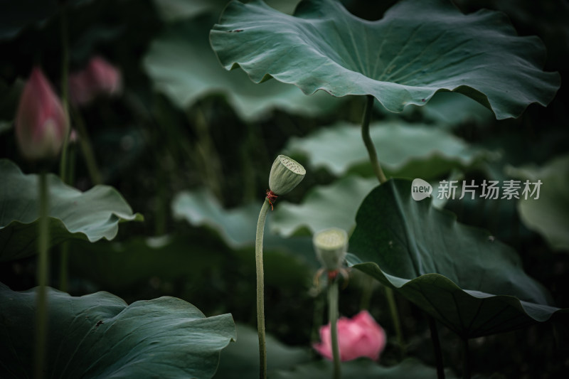 雨后荷花