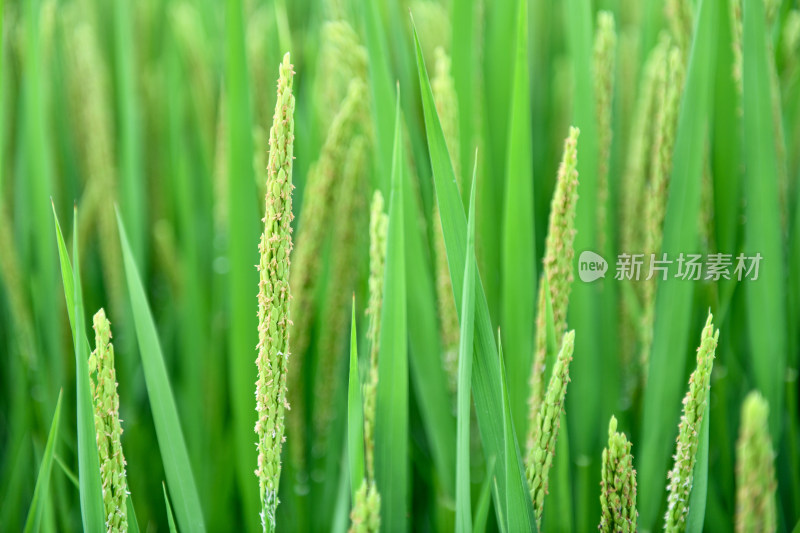 开花的水稻稻田稻穗,乡村经济