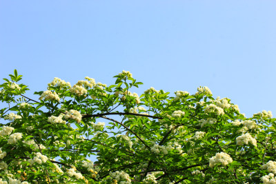 蓝天背景中的木香花