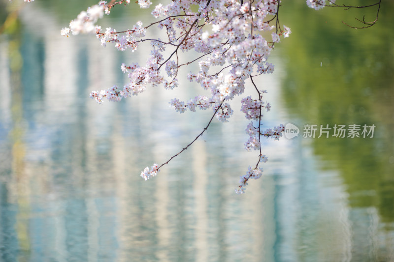 公园水池边的樱花特写