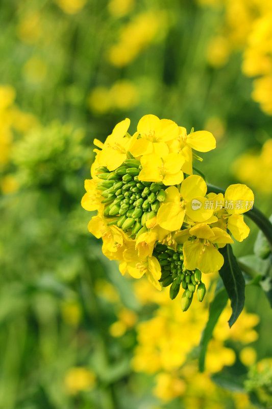 油菜花盛开