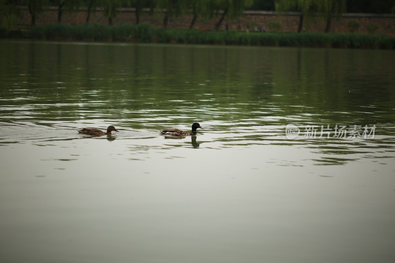湖面双鸭游弋景象