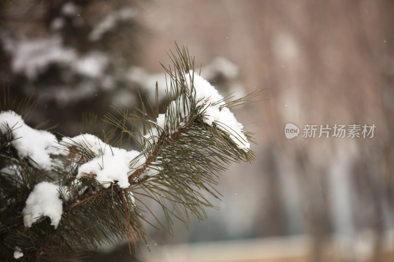 大雪后积雪在松树的枝头景色