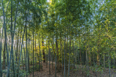 浙江杭州植物园自然风光