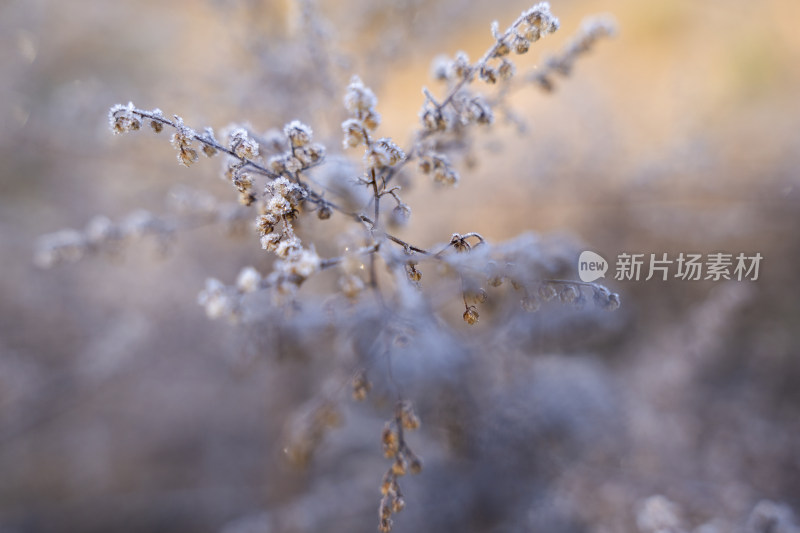 南方冬季霜冻特写