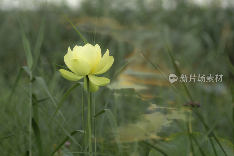 接天莲叶无穷碧（荷花，莲花）