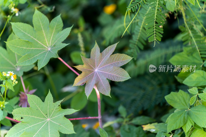 植物叶片的高角度视图