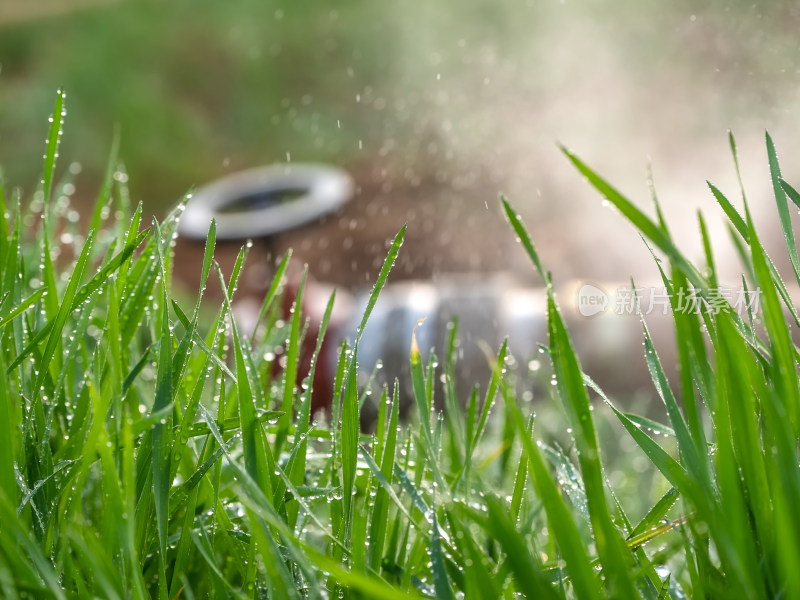 农业绿色小麦浇灌水滴滋润园艺花园喷雾设备