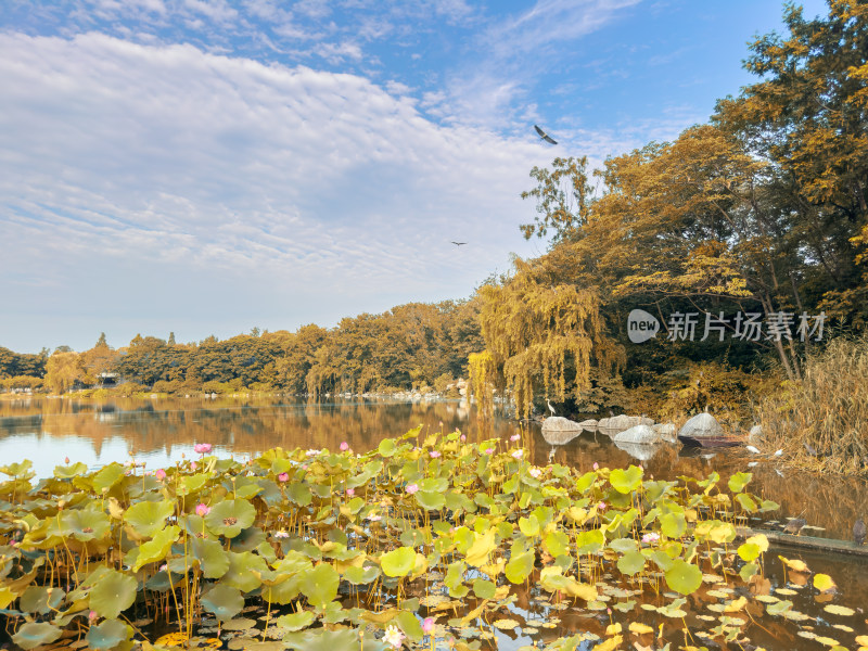 荷花池边的白鹭鸟