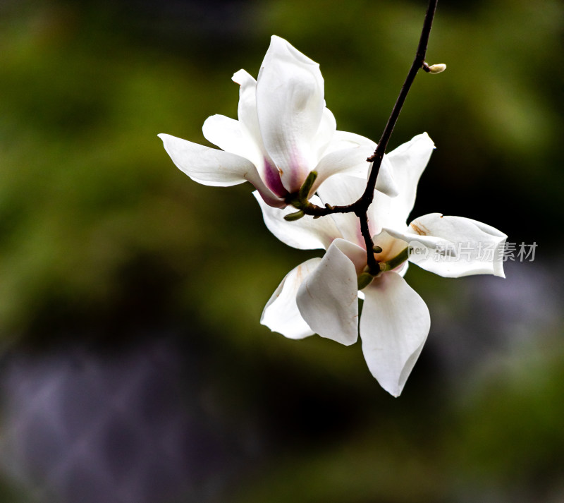 南京瞻园玉兰花开景观