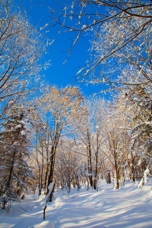 黑龙江 双峰林场 雪乡